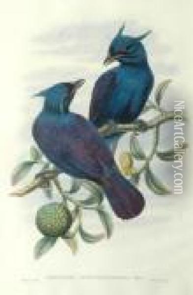 Phonygama Purpureo-violacea Oil Painting - John H. Gould