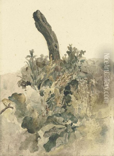 Study Of A Tree-stump With Foliage Oil Painting - Peter de Wint