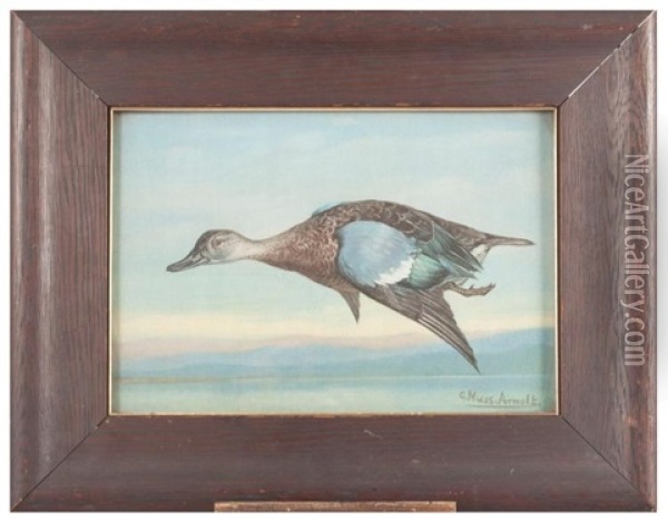 Mallard Duck By Gustave 