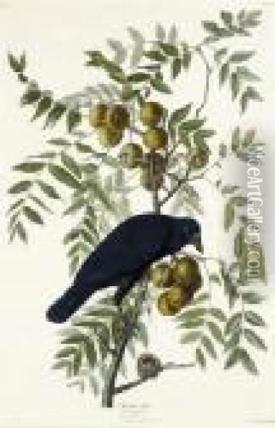 American Crow (plate Clvi)
Corvus Americanus Oil Painting - John James Audubon