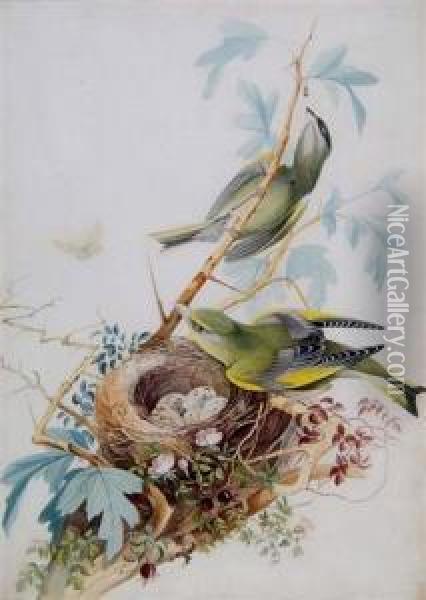 Two Finches Perched On A Berried Branch Oil Painting - John Clayton Adams