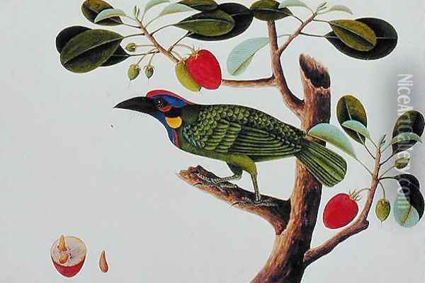 Exotic Bird, from 'Drawings of Birds from Malacca', c.1805-18 Oil Painting - Anonymous Artist