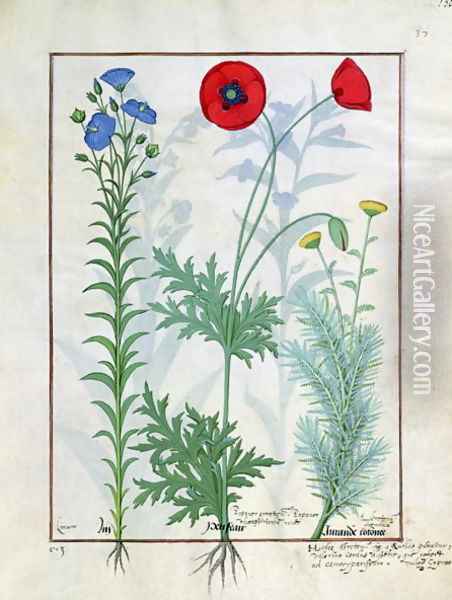 Linum, Garden poppies and Abrotanum, illustration from The Book of Simple Medicines, by Mattheaus Platearius d.c.1161 c.1470 Oil Painting - Robinet Testard