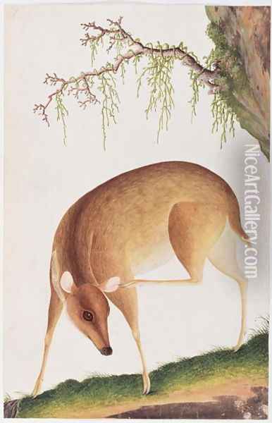 Fawn, from 'Drawings of Animals, Insects and Reptiles from Malacca', c.1805-18 Oil Painting - Anonymous Artist