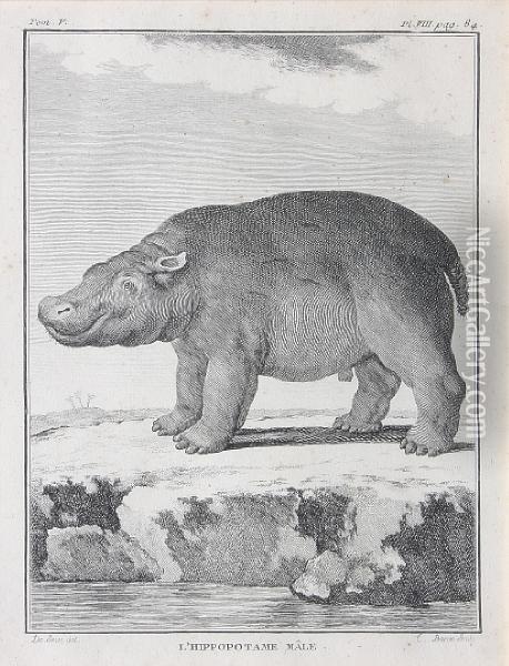 Hippopotamus; Brown Bear; Mandrill; Porcupine,rhinoceros, Elephant; Giraffe; Panther; Coesdoes Oil Painting - Gilbert De Seve