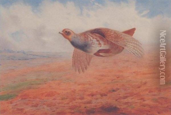 Grey Partridge In Flight Oil Painting - Archibald Thorburn