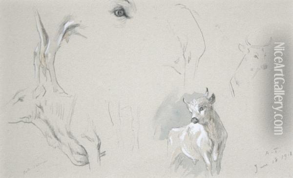 Wild White Cattle - Cadzow Oil Painting - Archibald Thorburn