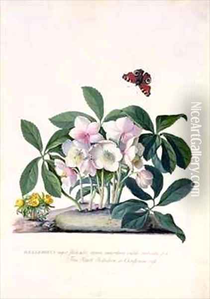 Christmas Rose Helleborus niger and Winter Aconite Eranthis hyemalis Oil Painting - Georg Dionysius Ehret