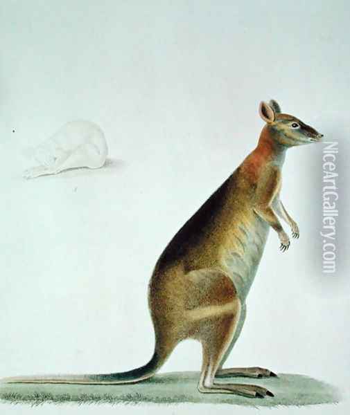 Kangaroo Oil Painting - Pancrace Bessa