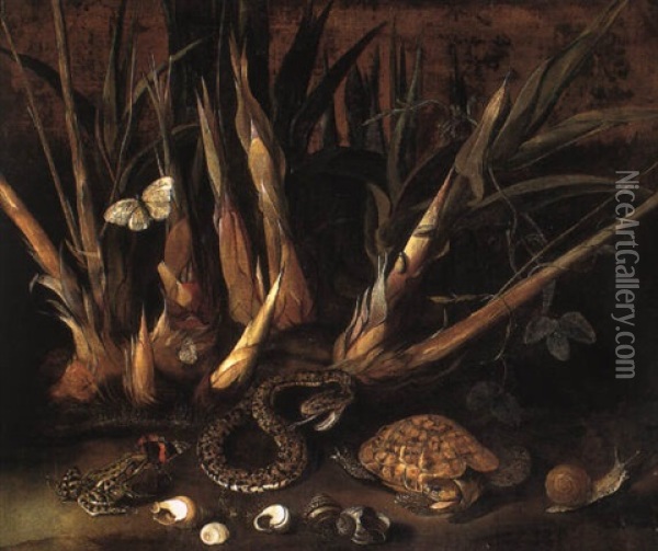 Sugar Cane And A Species Of Passiflora With A Pit Viper And Other Animals Oil Painting - Albert van der Eeckhout