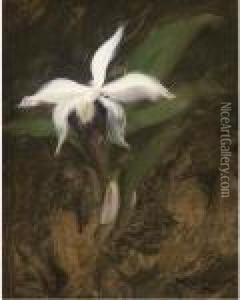 A White Lily Oil Painting - James Stuart Park