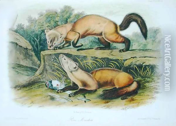 Pine Marten, plate 138 from 'Quadrupeds of North America' Oil Painting - John Woodhouse Audubon