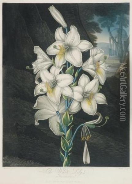 The White Lily With Variegated-leaves Oil Painting - Robert John, Dr. Thornton