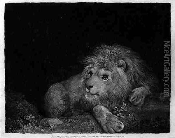 A Lion A Recumbent Lion engraved by the artist, pub. 1788 Oil Painting - George Stubbs