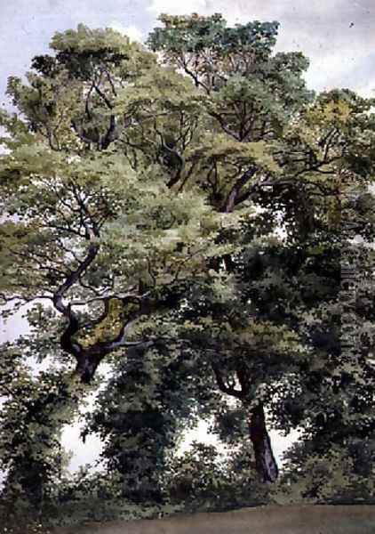 Study of Trees Oil Painting - Thomas Collier