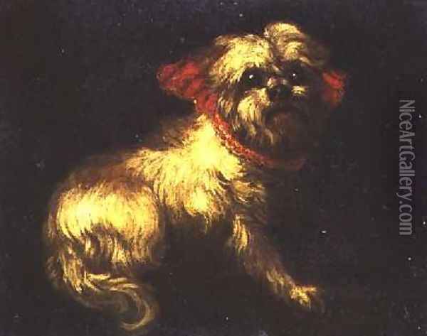 A Maltese Terrier Oil Painting - Pier Francesco Cittadini