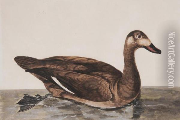 Duck Oil Painting - William Hayes