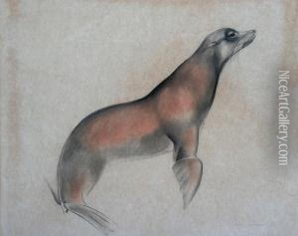 Study Of A Seal Oil Painting - John Skeaping
