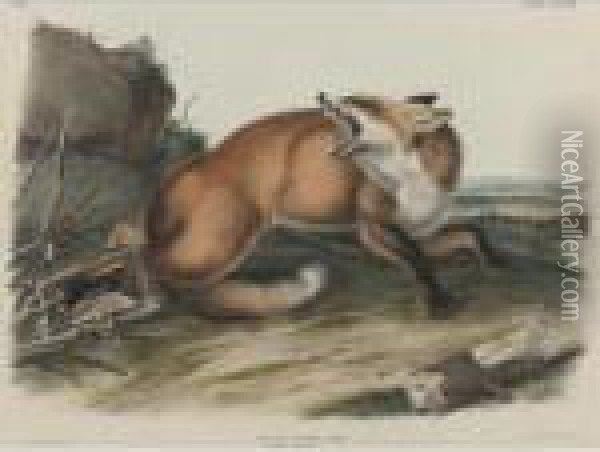 American Badger Oil Painting - John James Audubon