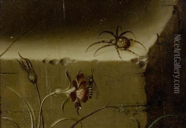 Stilleben Mit Spinne Und Vespe Oil Painting - Johann Adalbert Angermayer
