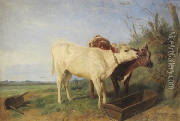 Shorthorn Calves At A Feeding Trough Oil Painting - Richard Ansdell