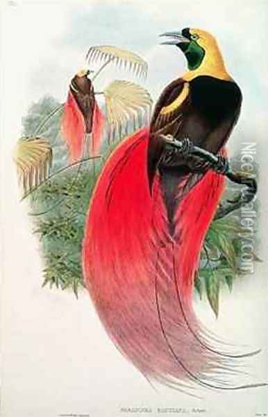 Bird of Paradise Oil Painting - Gould, John & Hart, William