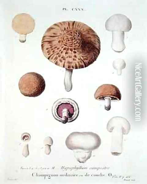 Hypophyllum campestre or the field mushroom Oil Painting - Fossier