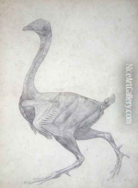 Study of a Fowl, Lateral View, with skin and underlying fascial layers removed, from A Comparative Anatomical Exposition of the Structure of the Human Body with that of a Tiger and a Common Fowl, 1795-1806 Oil Painting - George Stubbs