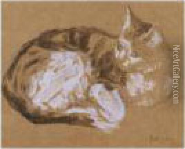 Tabby Curled Up And Looking Attentively Oil Painting - Gwendolen John