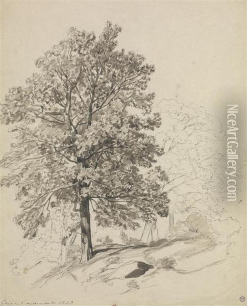 Etudes D'arbres Dans Les Gorges D'apremont Oil Painting - Auguste-Paul-Charles Anastasi