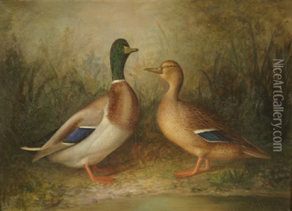 Mallard Duck Along The Shore Oil Painting - Richard La Barre Goodwin