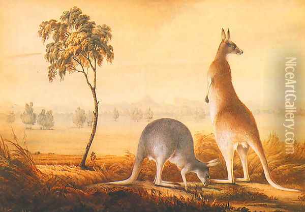 Kangaroos Oil Painting - John Lewin