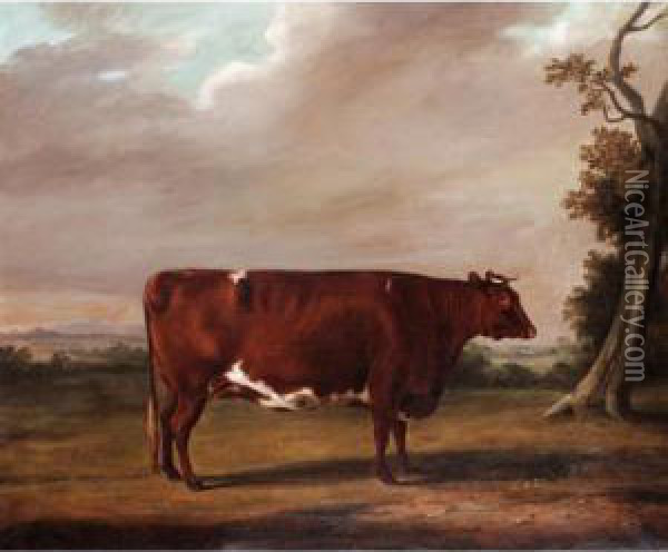 A Prize Shorthorn Bull Oil Painting - William Henry Davis