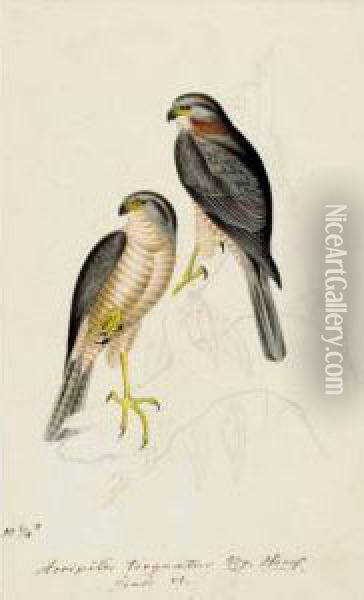 An Album Of Original Pencil And Watercolour Drawings Of Birds Of
 Prey. 
German, Mid-nineteenth Century Oil Painting - Heinrich Gotlieb L. Reichenbach