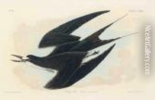 Sooty Tern Oil Painting - John James Audubon