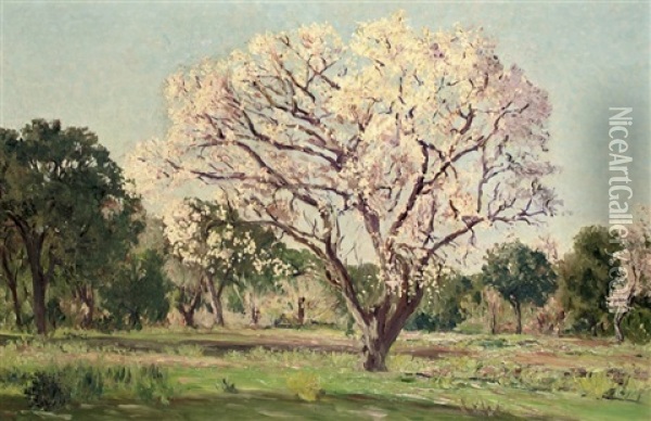 An Almond Tree In Blossom Oil Painting - Aureliano De Beruete