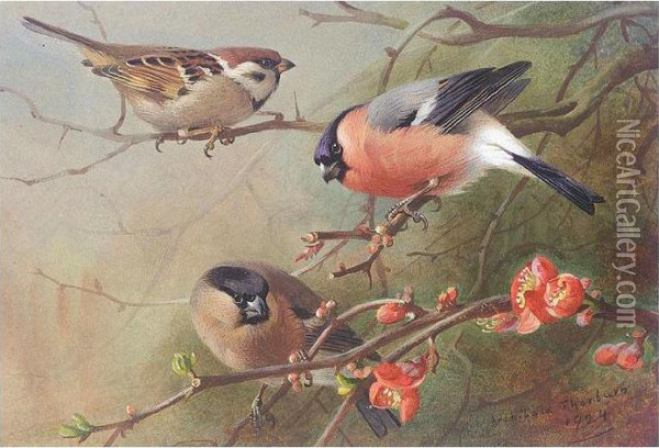 Tree Sparrow And Bullfinches Oil Painting - Archibald Thorburn