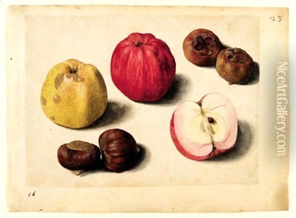 A Sheet Of Studies Of Fruits Apples, Chestnuts And Medlars Oil Painting - Jacques (de Morgues) Le Moyne