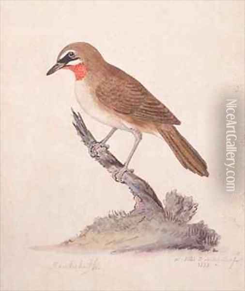 f75 Greater Kamchatka Nightingale or Siberian Ruby throated Robin Luscinia calliope camschatka Oil Painting - William Ellis