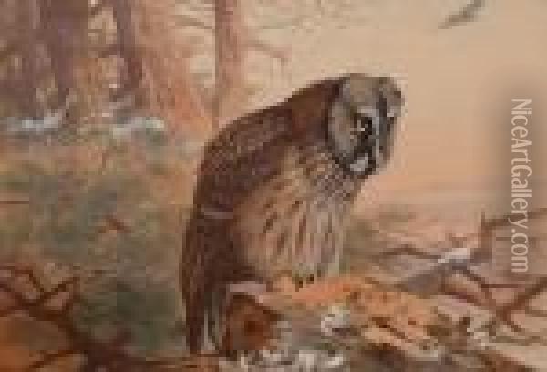 Great Grey Owl. Oil Painting - Archibald Thorburn