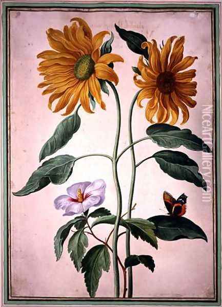 Sunflowers, plate 18 from the Nassau Florilegium Oil Painting - Johann Jakob Walther