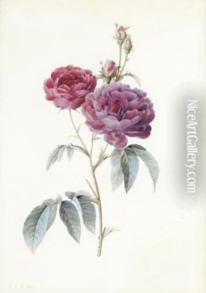 Rosa Gallica (Purpuro Violacea-Magna) Oil Painting - Pierre-Joseph Redoute