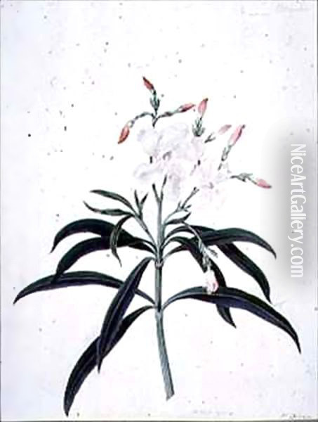 Flower Studies Oil Painting - Peter Brown