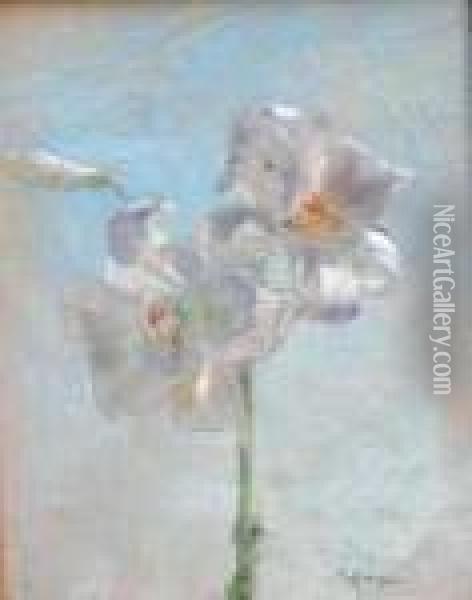 Iris Oil Painting - Giuseppe Casciaro
