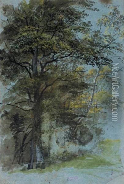 Recto: Study Of A Clump Of Trees Oil Painting - Johann Jakob Ii Dorner