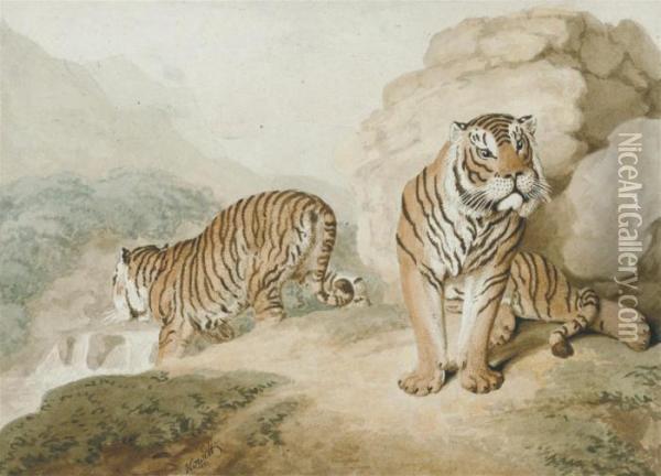 Two Bengal Tigers Oil Painting - Samuel Howitt