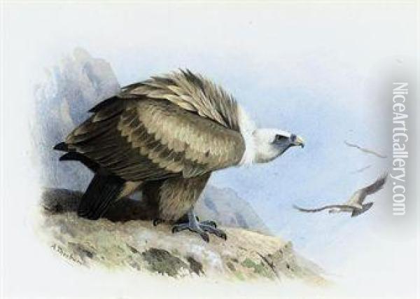 Griffon Vulture Oil Painting - Archibald Thorburn