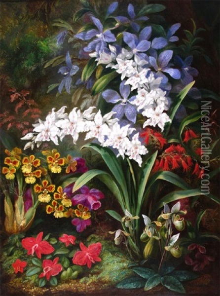 Still Life Of Orchids On A Forest Floor Oil Painting - Albert Durer Lucas