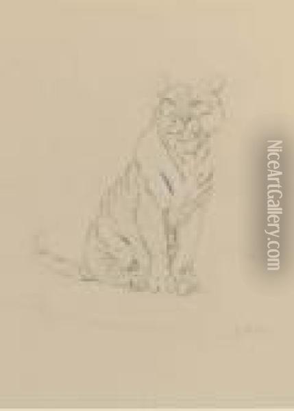 Study Of A Tiger Oil Painting - John Macallan Swan
