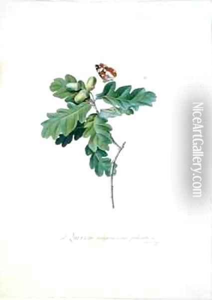 Oak Tree Oil Painting - Georg Dionysius Ehret